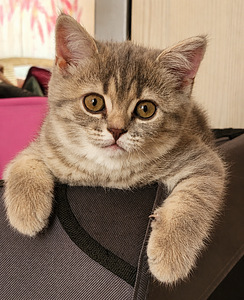 Британские котята (5 фото из 8)