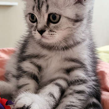 Британские котята