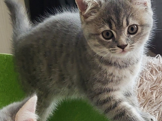 Британские котята