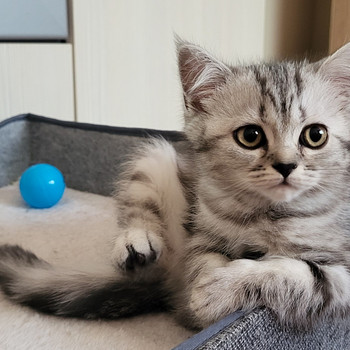 Британский котёнок