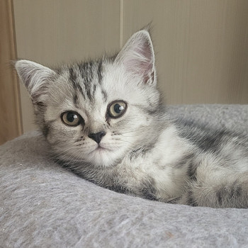 Британский котёнок