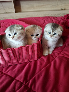 Шотландские котята (1 фото из 6)