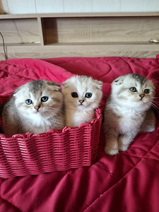 Шотландские котята (2 фото из 6)