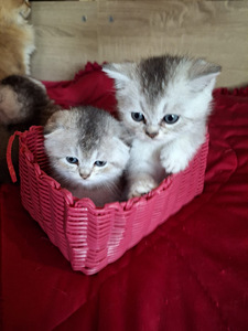 Шотландские котята (3 фото из 6)