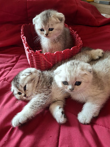 Шотландские котята (4 фото из 6)