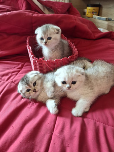 Шотландские котята (5 фото из 6)
