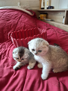 Шотландские котята (6 фото из 6)