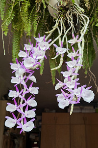 Орхидея Dendrobium Primulinum (1 фото из 7)