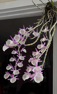 Орхидея Dendrobium Primulinum (2 фото из 7)