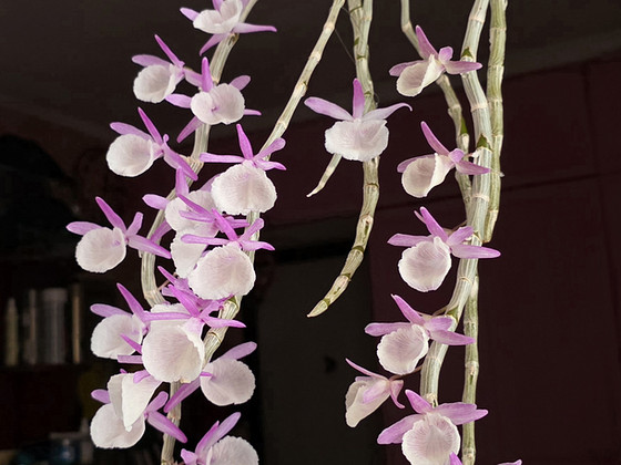 Orhidee Dendrobium Primulinum