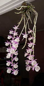 Орхидея Dendrobium Primulinum (3 фото из 7)