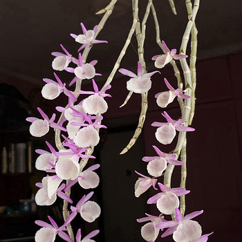Orhidee Dendrobium Primulinum