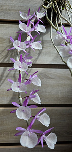 Орхидея Dendrobium Primulinum (4 фото из 7)