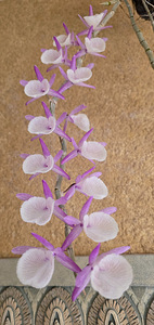 Орхидея Dendrobium Primulinum (5 фото из 7)