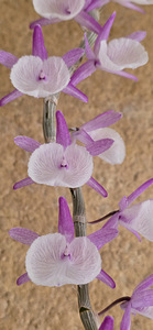 Орхидея Dendrobium Primulinum (6 фото из 7)