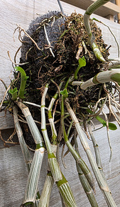Орхидея Dendrobium Primulinum (7 фото из 7)