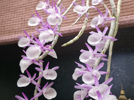 Orhidee Dendrobium Primulinum