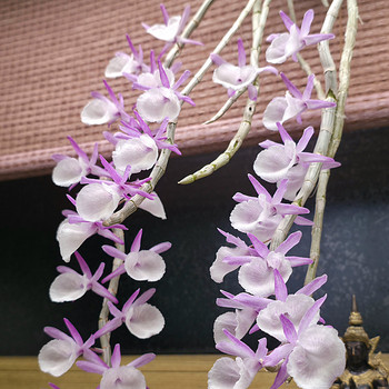 Орхидея Dendrobium Primulinum