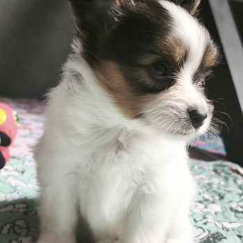 Papillon