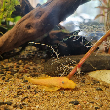 L144 pleco