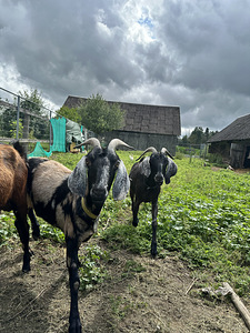 Anglo-nuubia kitsed (1 foto / 2)