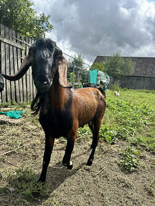 Anglo-nuubia kitsed (2 foto / 2)