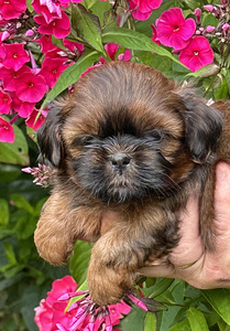 Shih Tzu kutsikad (3 foto / 10)
