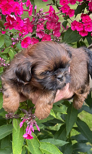 Shih Tzu kutsikad (2 foto / 10)