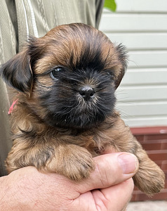 Shih Tzu kutsikad (1 foto / 10)