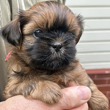 Shih Tzu kutsikad