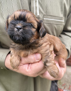 Shih Tzu kutsikad (6 foto / 10)