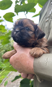 Shih Tzu kutsikad (8 foto / 10)