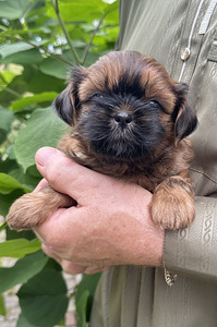 Shih Tzu kutsikad (5 foto / 10)