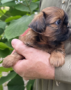 Shih Tzu kutsikad (7 foto / 10)