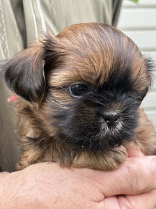 Shih Tzu kutsikad (9 foto / 10)
