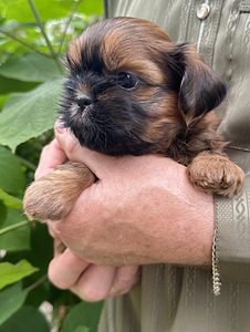 Shih Tzu kutsikad (10 foto / 10)