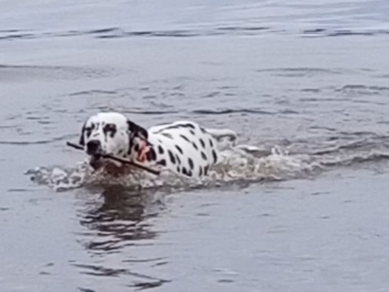 Dalmatialainen
