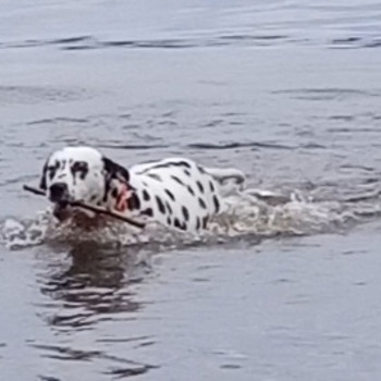 Dalmatialainen