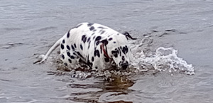 Dalmatialainen (2 valokuva sivusta 2)