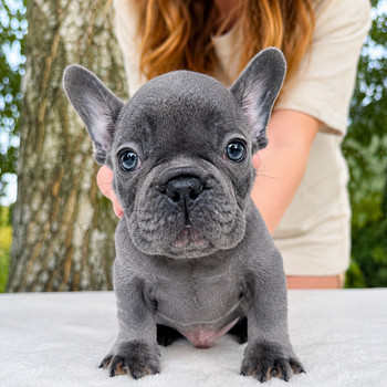 Prantsuse buldog