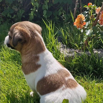 Jack Russelli terjeri kutsikad