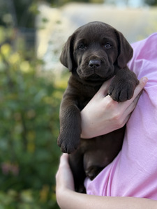 Labradori retriiver (1 foto / 4)