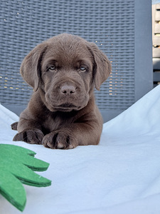 Labradori retriiver (2 foto / 4)