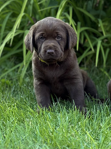 Labradori retriiver (3 foto / 4)