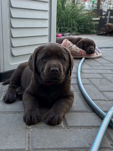 Labradori retriiver (4 foto / 4)