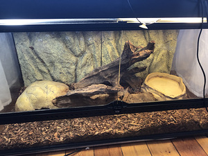 Королевский питон (2 фото из 3)
