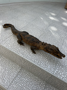 Krokodilli topis 86 cm (3 foto / 6)