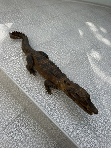Krokodilli topis 86 cm (4 foto / 6)