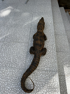 Krokodilli topis 86 cm (5 foto / 6)