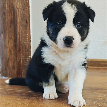 Border Collie Kutsikas